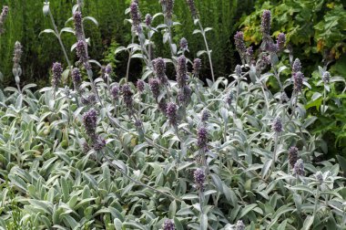 Çiçekler açan Stachys byzantina medikal bitki makro görüntüsü, sığ alan derinliği. Kuzu kulağı olarak da bilinen güzel arazi örtüsü bitkisi Stachys byzantina, Woolly hedgenettle vs..