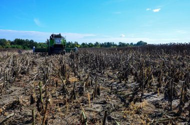 Zdolbuniv. Rivne bölgesi. Ukrayna. 17 Eylül 2023, tarlada çalışan hasatçıyı birleştir. Hasat ayçiçeği. Güneşli bir günde, kuru ayçiçeği biçen bir tarlada birleştir. Sonbahar hasadı.
