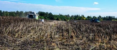 Zdolbuniv. Rivne bölgesi. Ukrayna. 17 Eylül 2023, tarlada çalışan hasatçıyı birleştir. Hasat ayçiçeği. Güneşli bir günde, kuru ayçiçeği biçen bir tarlada birleştir. Sonbahar hasadı.