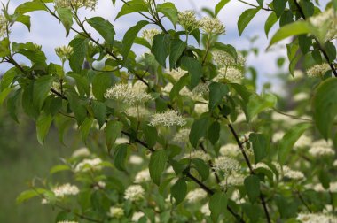 Lüks bir şekilde çiçek açan viburnum physocarpus çeşitleri baharda bahçede parlak sarı yapraklarla Luteus yakın plan