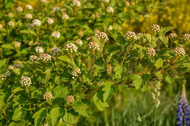 Lüks bir şekilde çiçek açan viburnum physocarpus çeşitleri baharda bahçede parlak sarı yapraklarla Luteus yakın plan