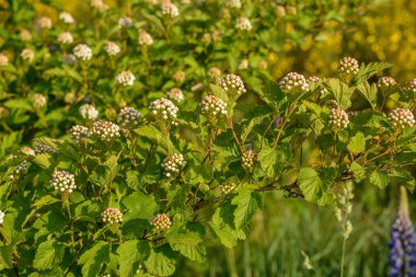 Lüks bir şekilde çiçek açan viburnum physocarpus çeşitleri baharda bahçede parlak sarı yapraklarla Luteus yakın plan