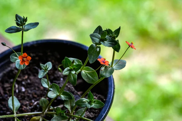 Uma Planta Venenosa Contendo Glicosídeos Para Homeopatia Uma Pequena Flor Fotos De Bancos De Imagens