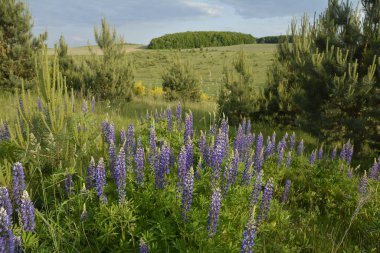 Güneşli bir yaz gününde ağaçlarla ve çamlarla kaplanmış bir çim. Mavi gökyüzüne karşı önplanda luplu bir manzara..