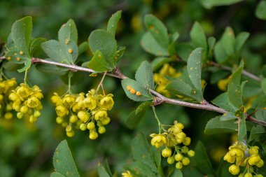 Böğürtlen çalısı yaprakları (Berberis sp. ), ciddi bir patojen olan Puccinia graminis 'e ev sahipliği yapar, .Barberry yaprakları Puccinia graminisinden etkilenir..