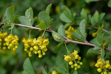 Böğürtlen çalısı yaprakları (Berberis sp. ), ciddi bir patojen olan Puccinia graminis 'e ev sahipliği yapar, .Barberry yaprakları Puccinia graminisinden etkilenir..