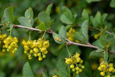 Böğürtlen çalısı yaprakları (Berberis sp. ), ciddi bir patojen olan Puccinia graminis 'e ev sahipliği yapar, .Barberry yaprakları Puccinia graminisinden etkilenir..