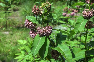 Asclepias syriaca . Milkweed American is a genus of herbaceous, perennial, flowering plants known as milkweeds.