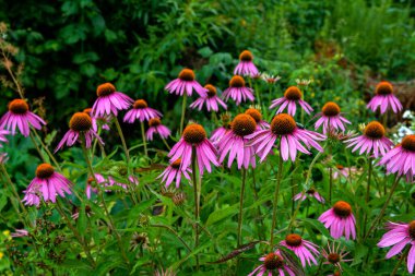 Echinacea purpurea mor koni çiçeği yaz aylarında. Pembe ekinezya çiçekleri güneşli bir günde bahçede açar..