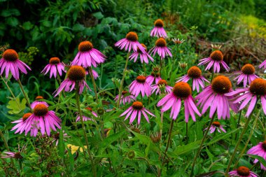 Echinacea purpurea mor koni çiçeği yaz aylarında. Pembe ekinezya çiçekleri güneşli bir günde bahçede açar..