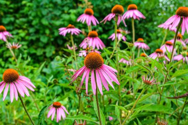 Echinacea purpurea mor koni çiçeği yaz aylarında. Pembe ekinezya çiçekleri güneşli bir günde bahçede açar..