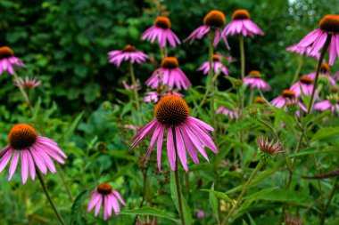 Echinacea purpurea mor koni çiçeği yaz aylarında. Pembe ekinezya çiçekleri güneşli bir günde bahçede açar..