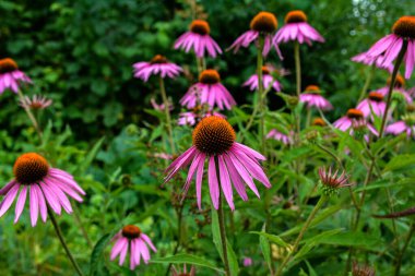 Echinacea purpurea mor koni çiçeği yaz aylarında. Pembe ekinezya çiçekleri güneşli bir günde bahçede açar..