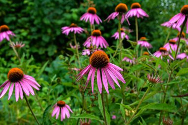 Echinacea purpurea mor koni çiçeği yaz aylarında. Pembe ekinezya çiçekleri güneşli bir günde bahçede açar..