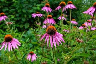 Echinacea purpurea mor koni çiçeği yaz aylarında. Pembe ekinezya çiçekleri güneşli bir günde bahçede açar..