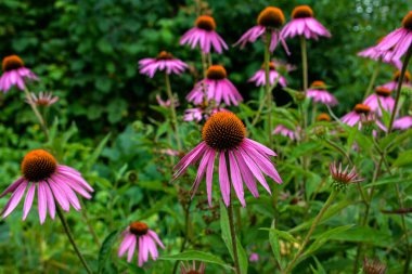 Echinacea purpurea mor koni çiçeği yaz aylarında. Pembe ekinezya çiçekleri güneşli bir günde bahçede açar..