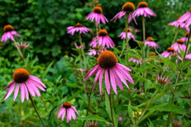 Echinacea purpurea mor koni çiçeği yaz aylarında. Pembe ekinezya çiçekleri güneşli bir günde bahçede açar..