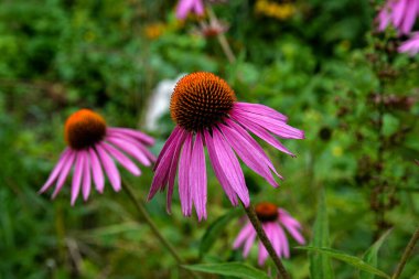 Echinacea purpurea mor koni çiçeği yaz aylarında. Pembe ekinezya çiçekleri güneşli bir günde bahçede açar..