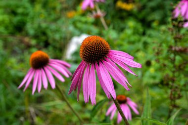 Echinacea purpurea mor koni çiçeği yaz aylarında. Pembe ekinezya çiçekleri güneşli bir günde bahçede açar..
