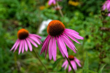 Echinacea purpurea mor koni çiçeği yaz aylarında. Pembe ekinezya çiçekleri güneşli bir günde bahçede açar..