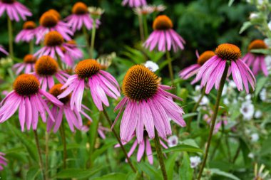 Echinacea purpurea mor koni çiçeği yaz aylarında. Pembe ekinezya çiçekleri güneşli bir günde bahçede açar..