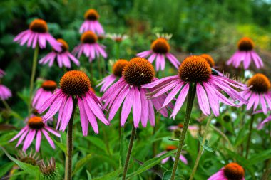 Echinacea purpurea mor koni çiçeği yaz aylarında. Pembe ekinezya çiçekleri güneşli bir günde bahçede açar..