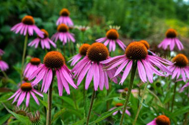 Echinacea purpurea mor koni çiçeği yaz aylarında. Pembe ekinezya çiçekleri güneşli bir günde bahçede açar..