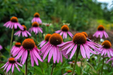 Echinacea purpurea mor koni çiçeği yaz aylarında. Pembe ekinezya çiçekleri güneşli bir günde bahçede açar..