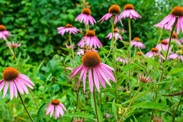 Echinacea purpurea mor koni çiçeği yaz aylarında. Pembe ekinezya çiçekleri güneşli bir günde bahçede açar..
