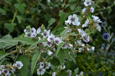 Althaea officinalis ya da marşmelov. Çiçekli çayır. Yazmak için yer. Çiçek açan Althaea memurları ya da beyaz çiçekler ve yeşil yapraklı sıradan marşmelov bitkileri.