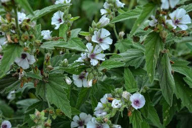 Althaea officinalis ya da marşmelov. Çiçekli çayır. Yazmak için yer. Çiçek açan Althaea memurları ya da beyaz çiçekler ve yeşil yapraklı sıradan marşmelov bitkileri.