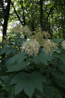 Filipendula kamuflaj çiçekleri bataklıktaki bir ormanın yakınındaki bir düzlükte vahşi bir şekilde yetişiyor.