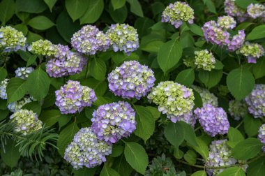 Ortanca çiçeği (Hydrangea makrophylla) bir bahçede. Hydrangea makrophylla çalılarını kullanarak peyzaj. Çiçekli mavi ve kırmızı renkli ortanca çalısı yakın plan. Peyzaj konsepti.