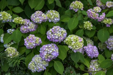 Ortanca çiçeği (Hydrangea makrophylla) bir bahçede. Hydrangea makrophylla çalılarını kullanarak peyzaj. Çiçekli mavi ve kırmızı renkli ortanca çalısı yakın plan. Peyzaj konsepti.