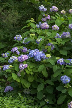 Ortanca çiçeği (Hydrangea makrophylla) bir bahçede. Hydrangea makrophylla çalılarını kullanarak peyzaj. Çiçekli mavi ve kırmızı renkli ortanca çalısı yakın plan. Peyzaj konsepti.