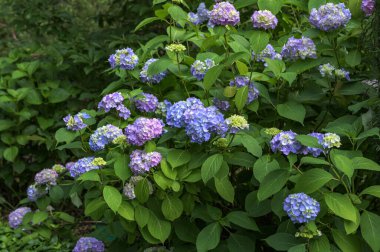 Ortanca çiçeği (Hydrangea makrophylla) bir bahçede. Hydrangea makrophylla çalılarını kullanarak peyzaj. Çiçekli mavi ve kırmızı renkli ortanca çalısı yakın plan. Peyzaj konsepti.