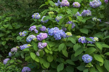 Ortanca çiçeği (Hydrangea makrophylla) bir bahçede. Hydrangea makrophylla çalılarını kullanarak peyzaj. Çiçekli mavi ve kırmızı renkli ortanca çalısı yakın plan. Peyzaj konsepti.