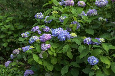 Ortanca çiçeği (Hydrangea makrophylla) bir bahçede. Hydrangea makrophylla çalılarını kullanarak peyzaj. Çiçekli mavi ve kırmızı renkli ortanca çalısı yakın plan. Peyzaj konsepti.