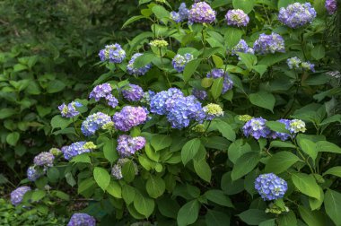 Ortanca çiçeği (Hydrangea makrophylla) bir bahçede. Hydrangea makrophylla çalılarını kullanarak peyzaj. Çiçekli mavi ve kırmızı renkli ortanca çalısı yakın plan. Peyzaj konsepti.