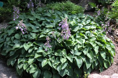 Çiçek açan yağmur damlalı ev sahibi. Hosta bitkisinin bir çeşidi. Seçici odaklanma. Güzel Hosta soluk mor yaz çiçeklerinin yakın plan görüntüsü..