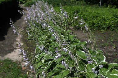 Çiçek açan yağmur damlalı ev sahibi. Hosta bitkisinin bir çeşidi. Seçici odaklanma. Güzel Hosta soluk mor yaz çiçeklerinin yakın plan görüntüsü..