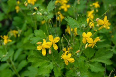 Bahar günü açan Chelidonium Majus çiçekleri. Bulutlu bahar sabahında daha fazla selandin açarlar..