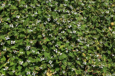 Houttuynia korverisi yazın bahçede büyür ve çiçek açar. Houttuynia cordata 'Chameleon', Sauraceae ailesi.