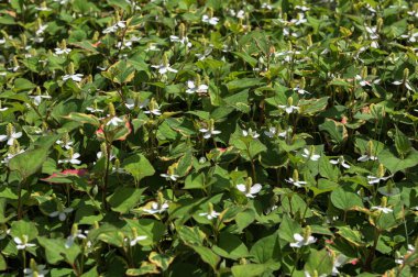 Houttuynia korverisi yazın bahçede büyür ve çiçek açar. Houttuynia cordata 'Chameleon', Sauraceae ailesi.