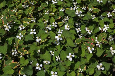 Houttuynia korverisi yazın bahçede büyür ve çiçek açar. Houttuynia cordata 'Chameleon', Sauraceae ailesi.