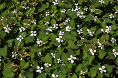 Houttuynia korverisi yazın bahçede büyür ve çiçek açar. Houttuynia cordata 'Chameleon', Sauraceae ailesi.