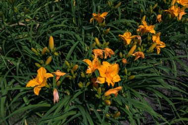 Hemerocallis fulva, turuncu günlük zambak, esmer zambak, kaplan gülü, dolgun zambak ya da çukur zambağı. Bahçedeki portakal çiçeğinin yüksek açılı görüntüsü.