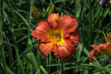 Hemerocallis fulva, turuncu günlük zambak, esmer zambak, kaplan gülü, dolgun zambak ya da çukur zambağı. Bahçedeki portakal çiçeğinin yüksek açılı görüntüsü.