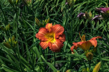 Hemerocallis fulva, turuncu günlük zambak, esmer zambak, kaplan gülü, dolgun zambak ya da çukur zambağı. Bahçedeki portakal çiçeğinin yüksek açılı görüntüsü.