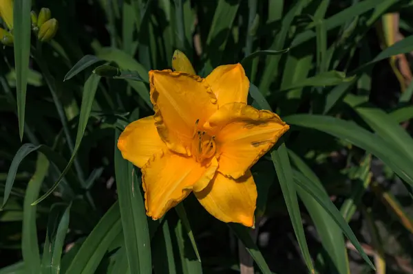 Hemerocallis fulva, the orange day-lily, tawny daylily, tiger daylily, fulvous daylily or ditch lily.High angle shot of an orange daylily flower in the garden